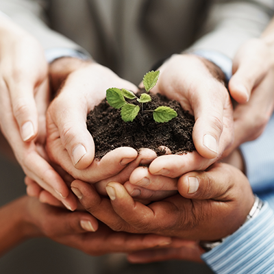 Image of hands holding a plant sprout